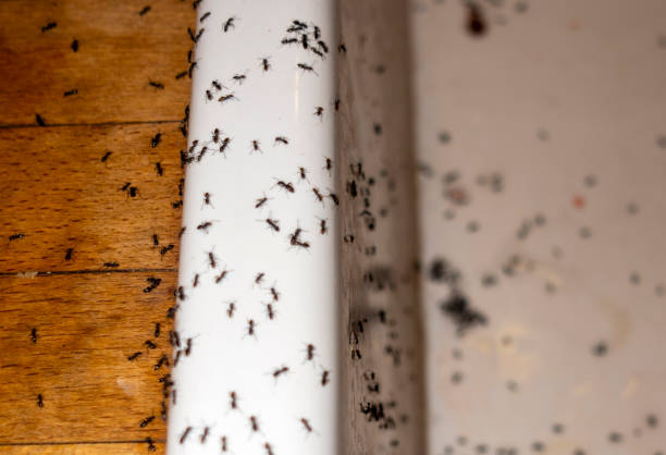 Best Wasp Removal Services  in Elgin, OR
